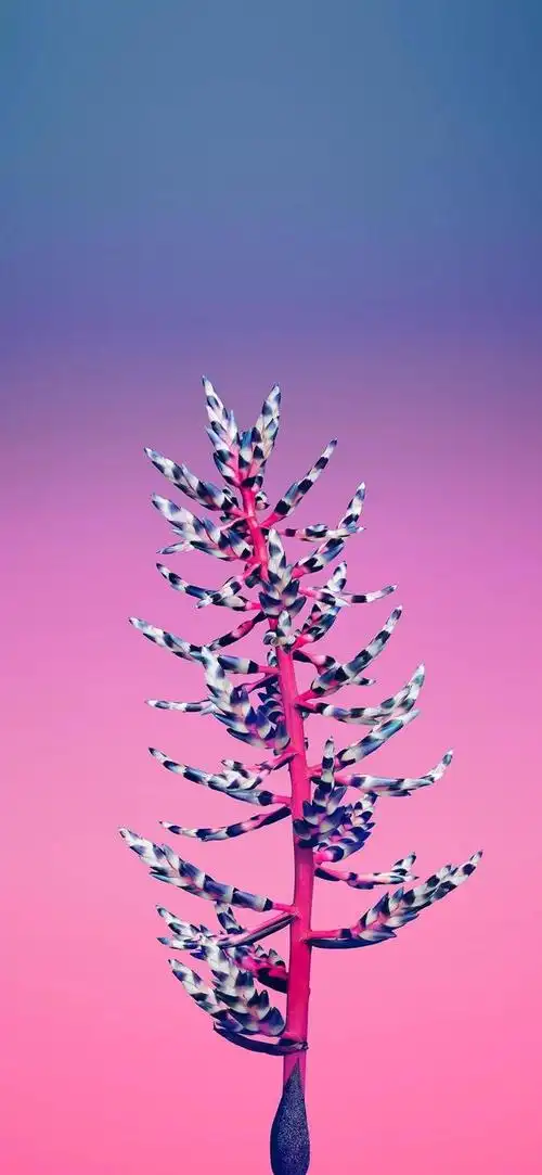 iphone13系列超清经典壁纸分享_网易订阅