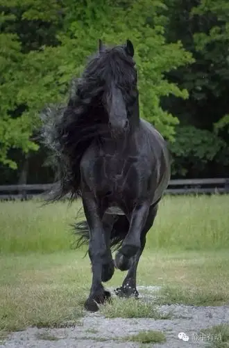 世界上最帅的骏马《黑美人》欣赏