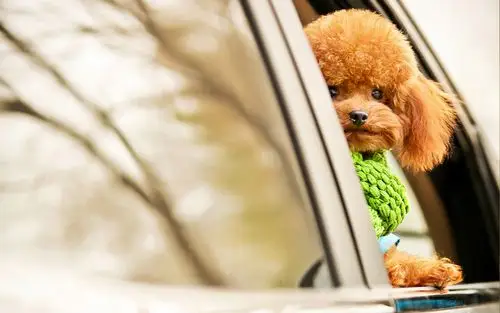 卖萌泰迪犬图片_最爱的泰迪犬_动物壁纸_深港精品库
