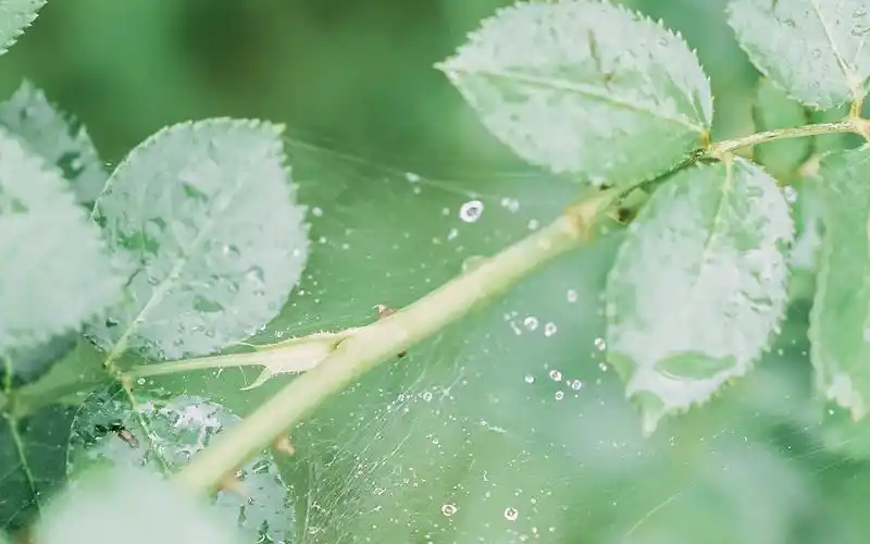 夏日小清新唯美写真,高清图片,电脑桌面-壁纸族