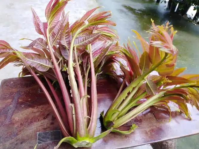 正是吃香椿的季节香椿虽美味正确的摘取及食用方法很重要