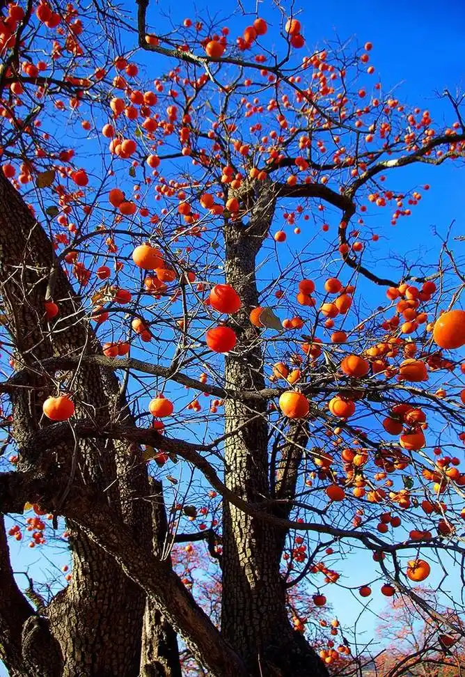 柿子树挂果红彤彤,寓意着红红火火,万事如意,吉祥平安