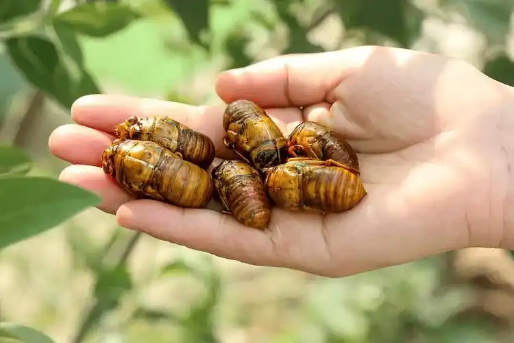 【 每日科普】一口气吃10只知了,12岁男孩连夜送医抢救.