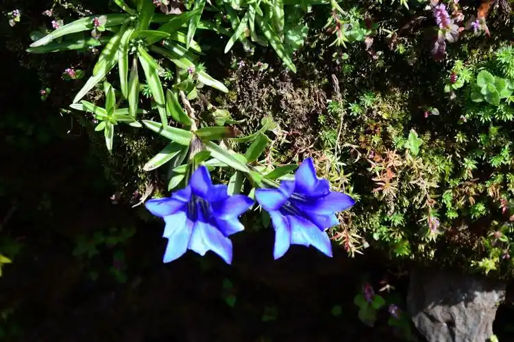 山野寻奇龙胆草