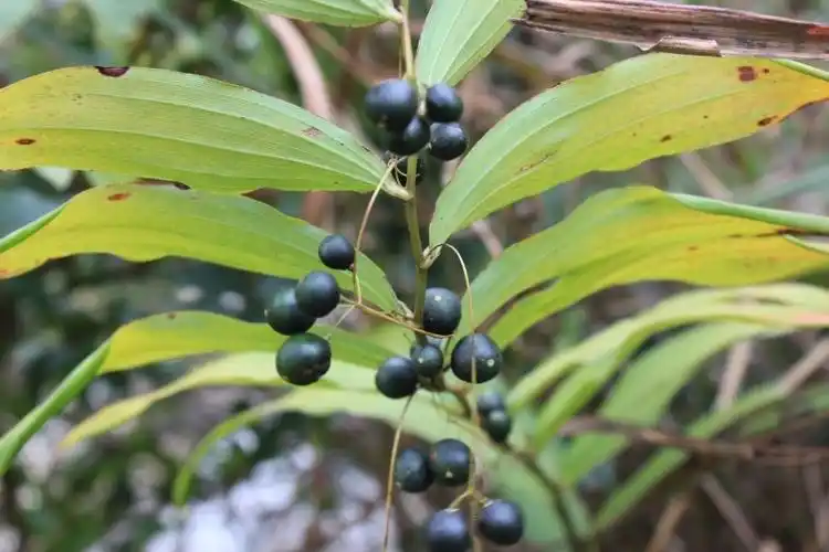庆元植物627百合科黄精属长梗黄精