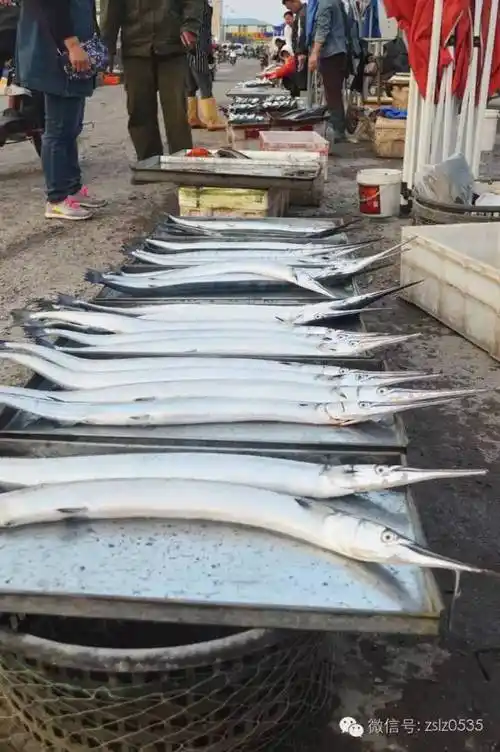 莱州真良鱼上市了价格小贵当心这种假真良