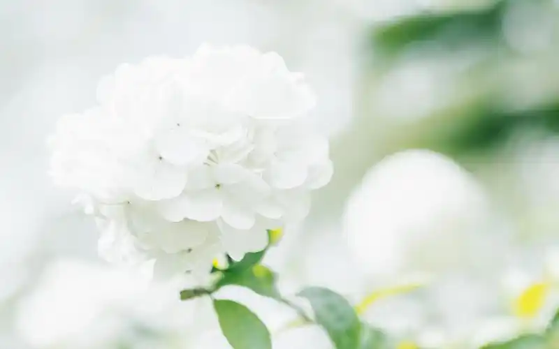 简单小清新唯美高清图片桌面壁纸-风格壁纸-手机壁纸下载-美桌网