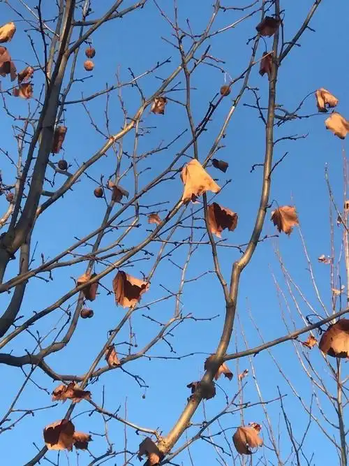 它可能被你叫了很多年梧桐#二球悬铃木 ,俗称"法国梧桐",其实它疾不