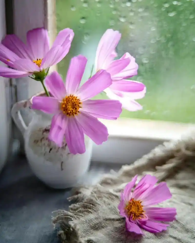 让喜欢的事成为生活  野花香自度,似识幽人处… 图片来自微 - 抖音