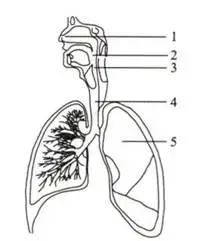 2.     如图所示是人体呼吸系统组成图,请据图回答问题