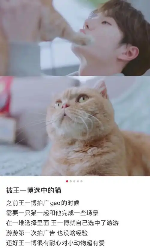 王一博和猫猫不得不说的故事:臭脸小猫连拍广告的工资都没拿到