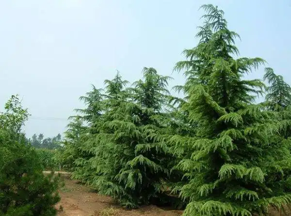 中国十大常见行道树榆树第二槐树第一3