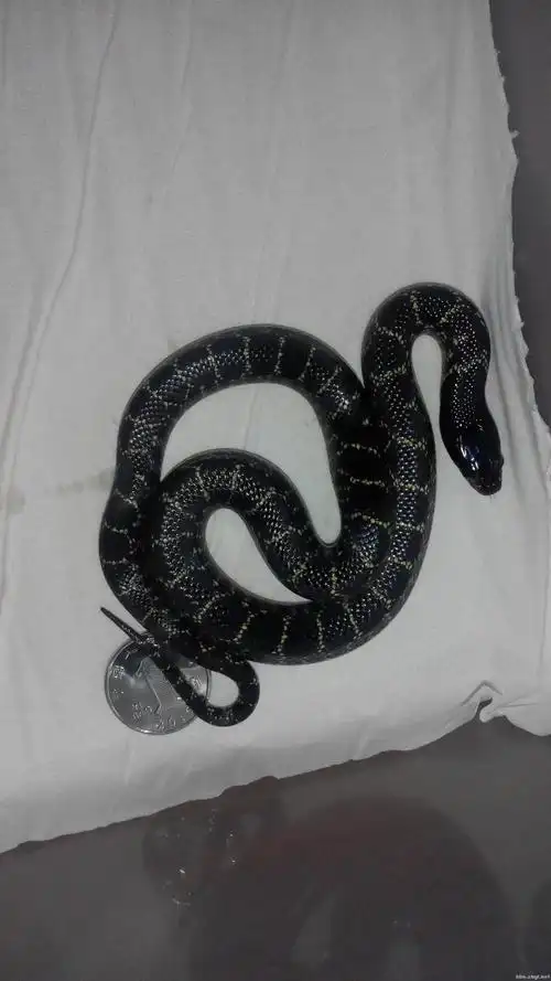 出一窝黑王x沙漠王的苗