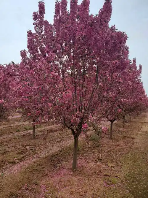 6公分红宝石海棠价格