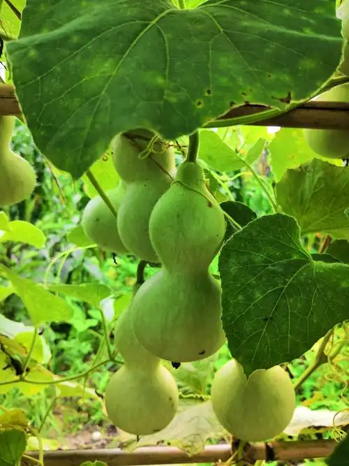 葫芦挂满了枝头