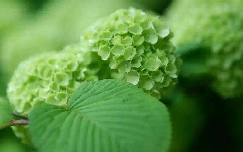 清新大自然简约唯美植物电脑桌面壁纸下载