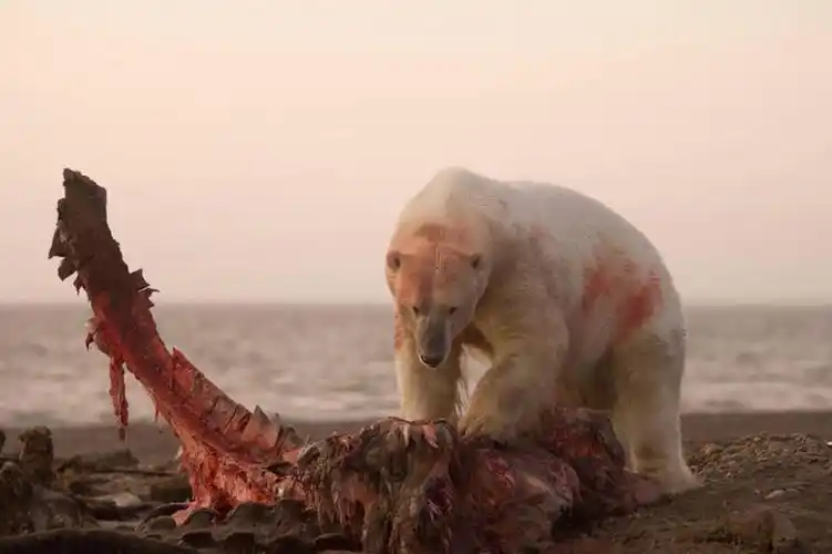 无人,横图,室外,白天,日出,全球变暖,北极熊,哺乳动物,野生动物,熊