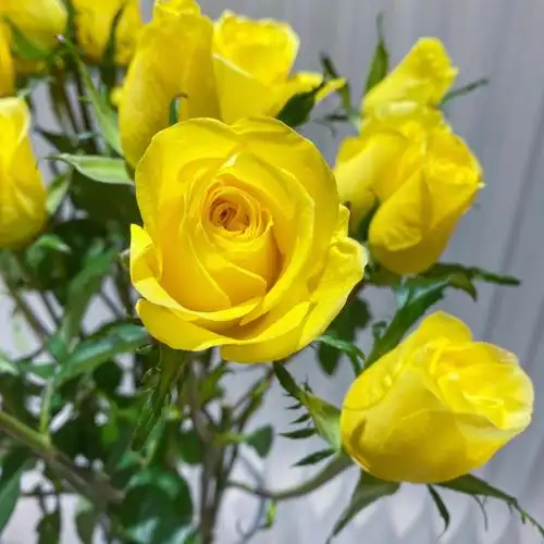 鲜切枝 — 金枝玉叶玫瑰🌹