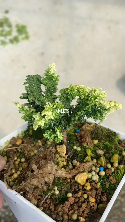 石化桧初雪稀有品种