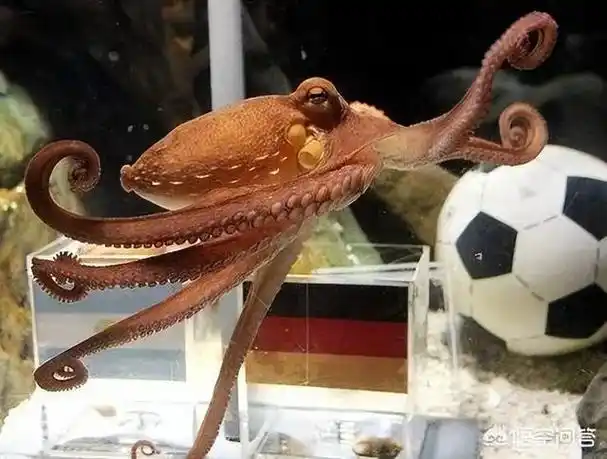 在海洋里生活着很多的种类,其中章鱼是比较常见的一种