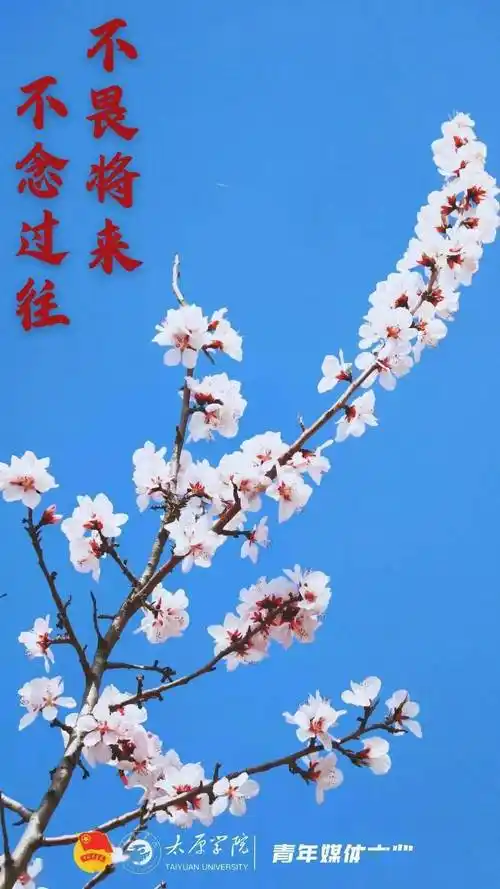 你的2024新春壁纸待领取~_薛舒淇_李佳鑫_头像