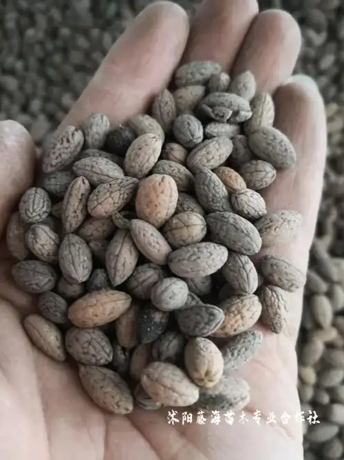 杜英种子什么时候播种出芽率高?