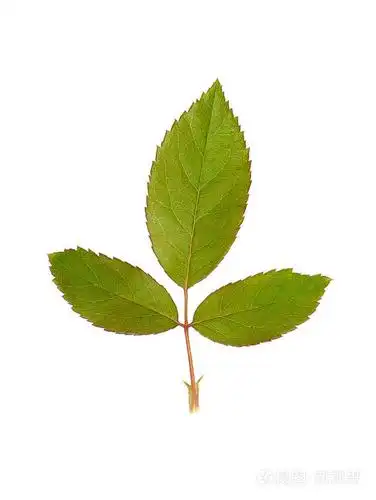 在白色背景上关闭蔷薇科植物的叶子.