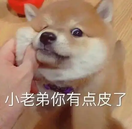 萌宠 汪星人 小老弟有点皮了 欠揍 搞怪 呆萌