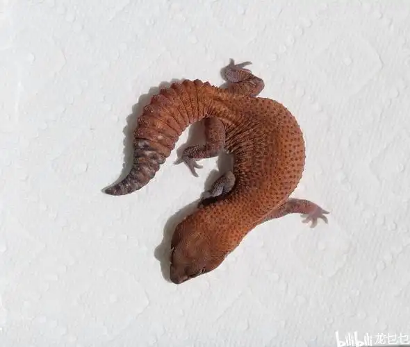 国外肥尾守宫欣赏1