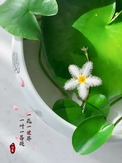 一花一世界一叶一菩提