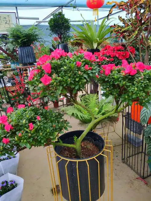 中国十大名花杜鹃花