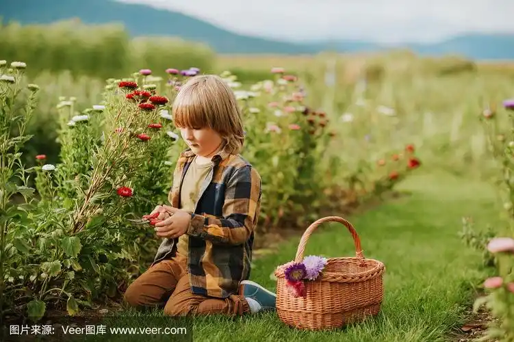 可爱的小男孩在秋天的花园里劳作,孩子照料着五颜六色的菊花,园丁孩子