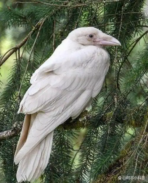 19个罕见的白化动物,白化的狮子,白化的鳄鱼,你见过吗?