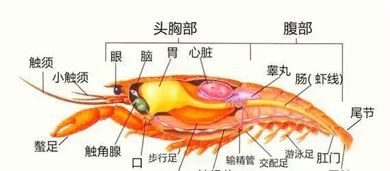 胃,心脏,消化腺,睾丸(或卵巢),神经节等等器官,而小龙虾中的脑,胃