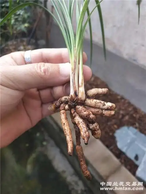 心心相印(莲瓣名品) - 中国兰花交易网