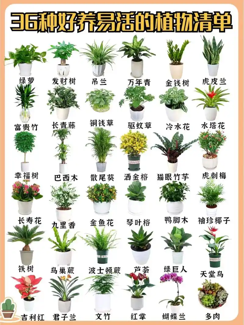 绿植不仅提升家里的颜 - 抖音