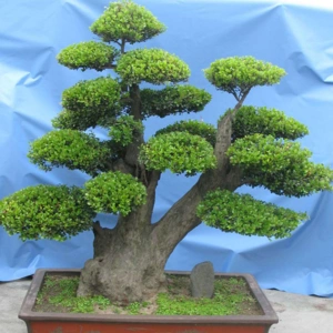 精品盆景树桩高档图片