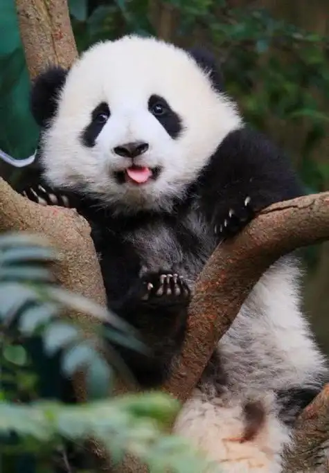 熊猫宝宝背着背篓外出买零食,一脸认真的模样简直萌翻了