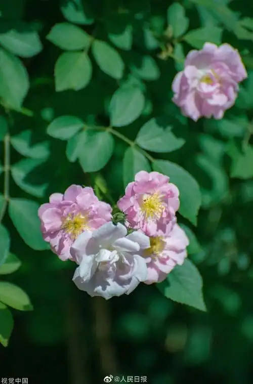 高清蔷薇壁纸 有一种小清新叫蔷薇花开