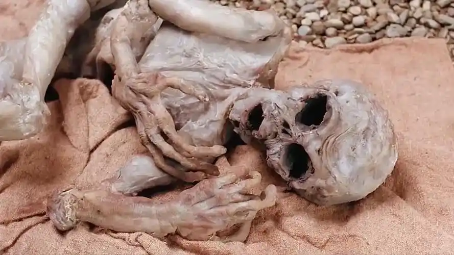 在地球上发现外星人尸骸而且不止一个