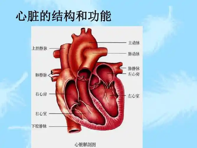 生物七年级人教版 第三节 输送血液的泵——心脏(共22张ppt)