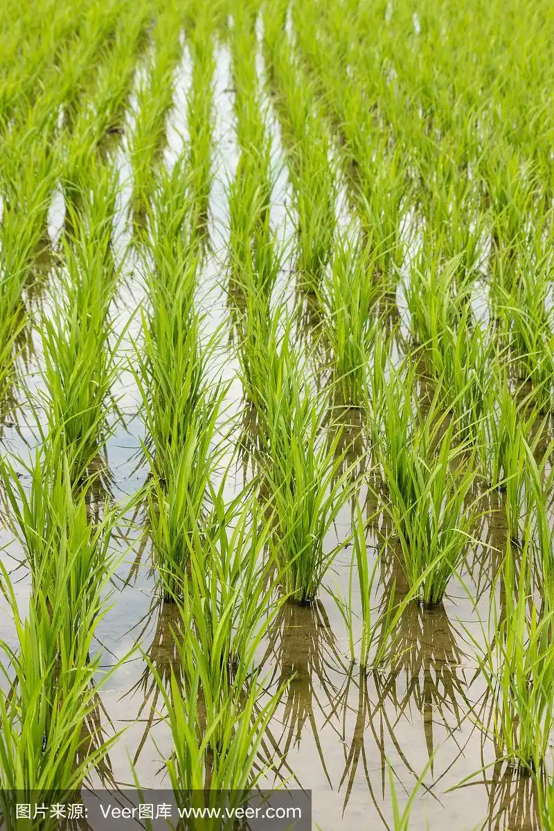 成排的水稻幼苗