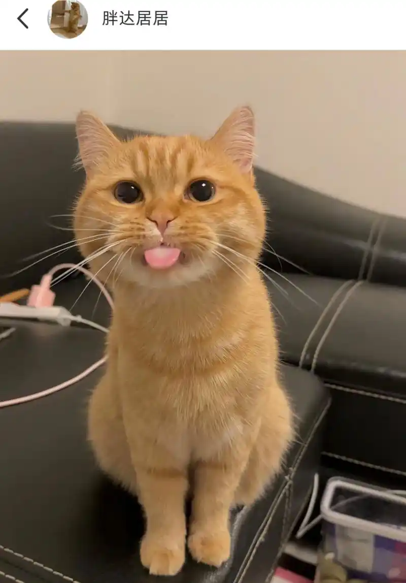 吐舌头的小猫,真是可爱死了!#猫咪