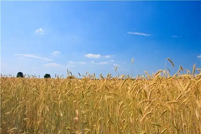 庄稼地图片_全景网