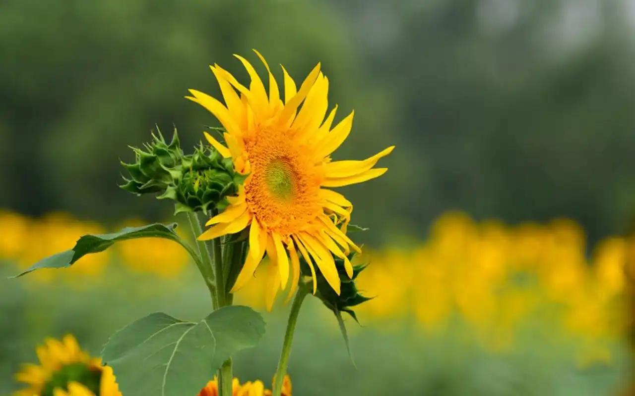 生机盎然的向日葵高清图片桌面壁纸
