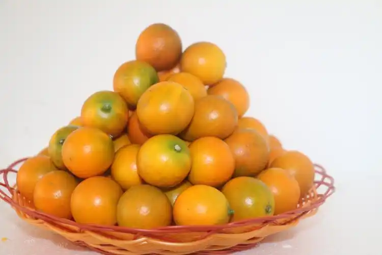 广西正宗融安滑皮金桔 新鲜果现摘现发 5斤装小桔子水果