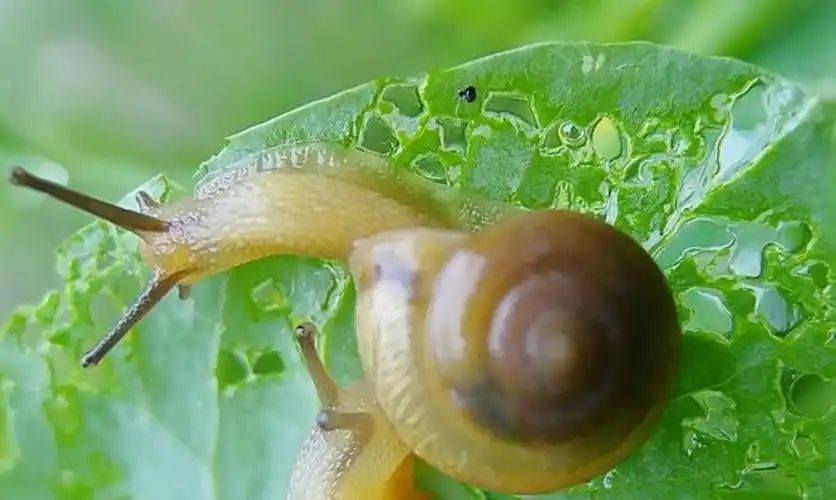 小蜗牛进城的故事【原创】