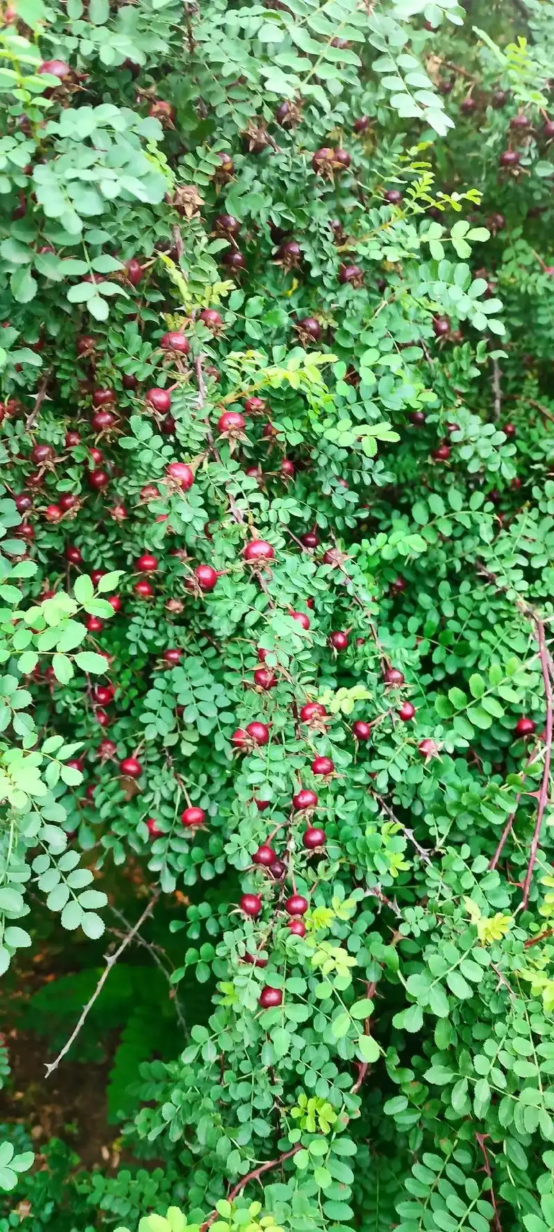 黄刺梅开完花后长的果实 - @老李(拒绝私聊) - 抖音