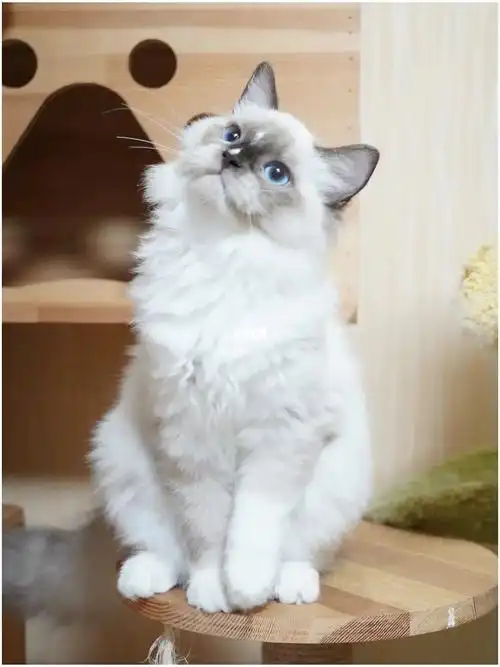 流星手套色布偶妹妹找家