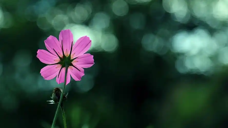 格桑花4k壁纸壁纸(小清新静态壁纸) - 静态壁纸下载 - 元气壁纸